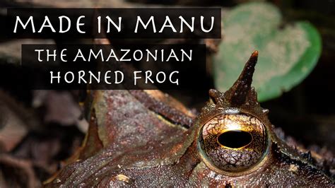 manu froggs erome|TS. Manu.
